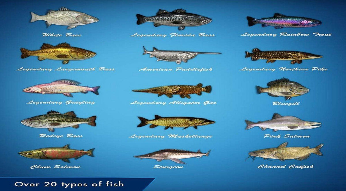 Nintendo Switch Legendary Fishing