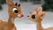 Rudolph the Red-Nosed Reindeer | DataBlitz