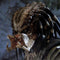 Museum Masterline Predator (Film) Jungle Hunter Predator DX Bonus Version Pre-Order Downpayment