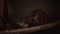 PS5 Oxide Room 208 Pre-Order
