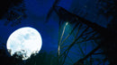 PS5 The Sinking Forest Pre-Order Downpayment