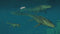PS5 Jurassic World Evolution 3 Pre-Order Downpayment